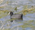/album/my-local-birding-gallery/coot-taking-a-break-from-courtship-jpg/
